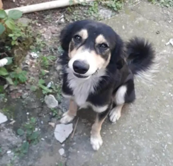 Cachorro ra a SRD-ViraLata idade 2 anos nome Panda