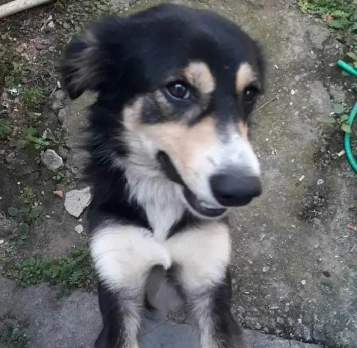 Cachorro ra a SRD-ViraLata idade 2 anos nome Panda