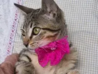 Gato raça SRD-ViraLata idade 2 a 6 meses nome NANÁ TIGRADA