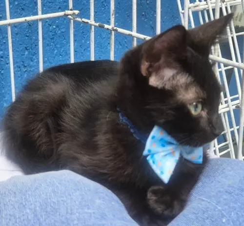 Gato ra a SRD-ViraLata idade 2 a 6 meses nome TONY BLACK CAT