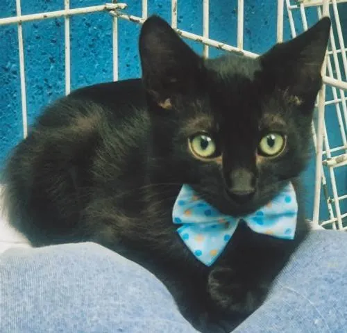 Gato ra a SRD-ViraLata idade 2 a 6 meses nome TONY BLACK CAT