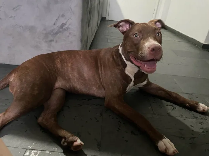 Cachorro ra a Pit-Bull idade 1 ano nome Fenix