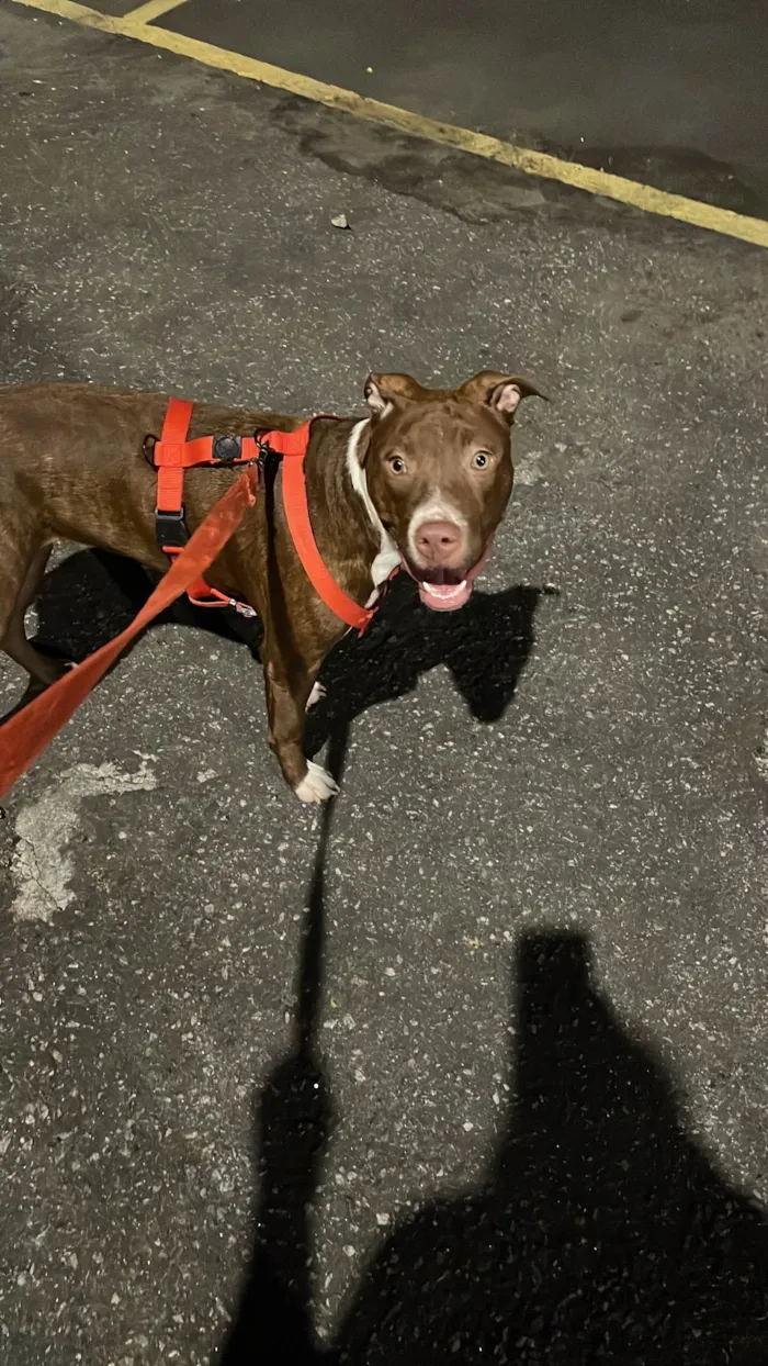 Cachorro ra a Pit-Bull idade 1 ano nome Fenix