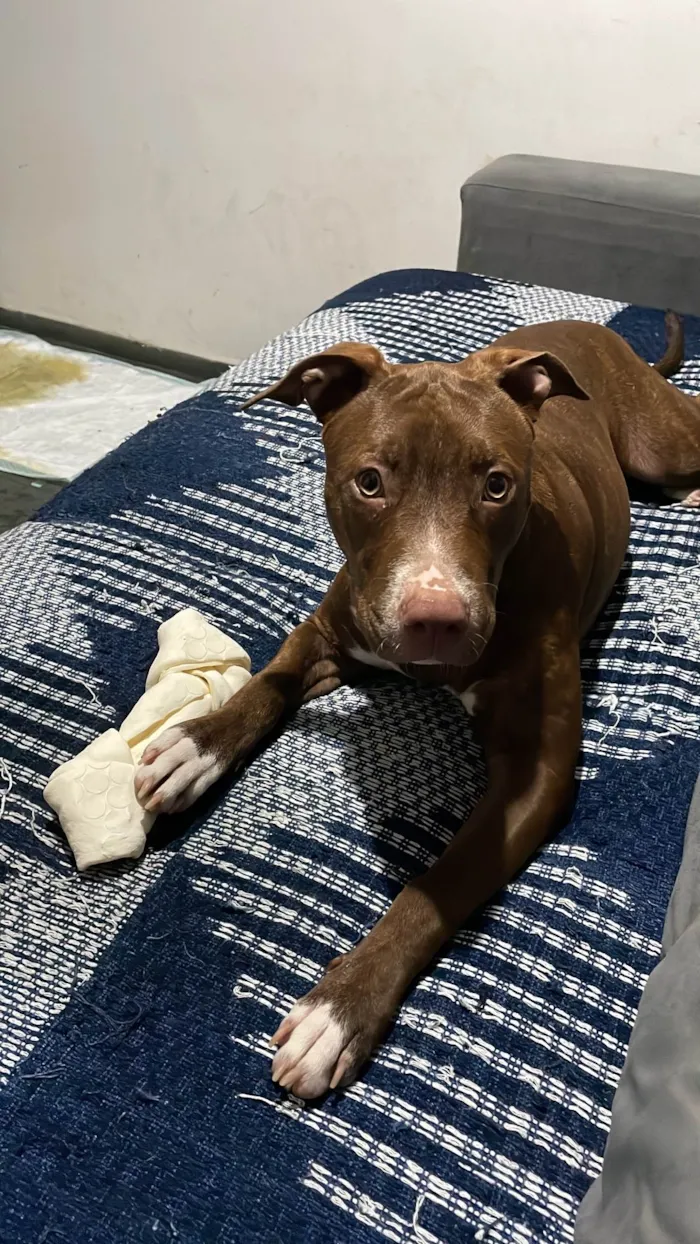 Cachorro ra a Pit-Bull idade 1 ano nome Fenix