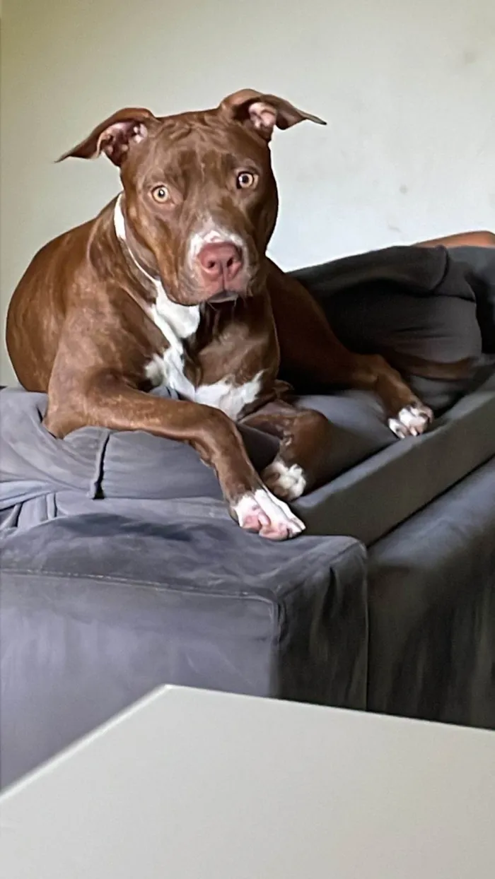 Cachorro ra a Pit-Bull idade 1 ano nome Fenix