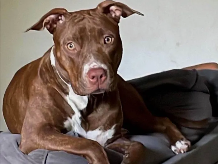 Cachorro ra a Pit-Bull idade 1 ano nome Fenix