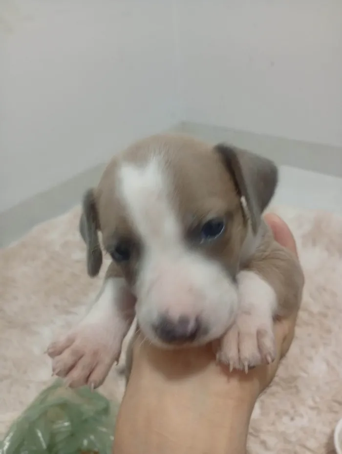 Cachorro ra a SRD-ViraLata idade Abaixo de 2 meses nome BRISA 