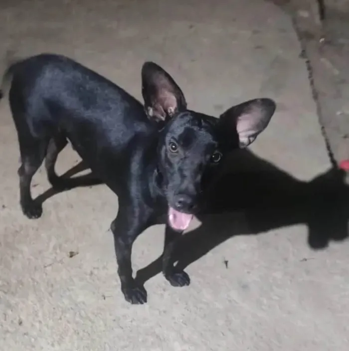 Cachorro ra a SRD-ViraLata idade 2 anos nome Messi