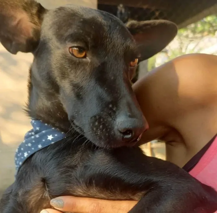 Cachorro ra a SRD-ViraLata idade 2 anos nome Messi