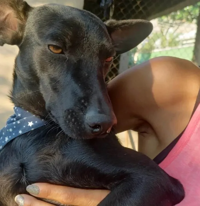 Cachorro ra a SRD-ViraLata idade 2 anos nome Messi