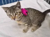 Gato ra a SRD-ViraLata idade 2 a 6 meses nome NANÁ TIGRADA