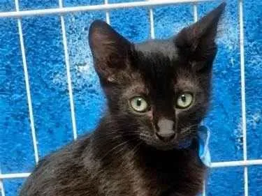 Gato raça SRD-ViraLata idade 2 a 6 meses nome TONY BLACK CAT
