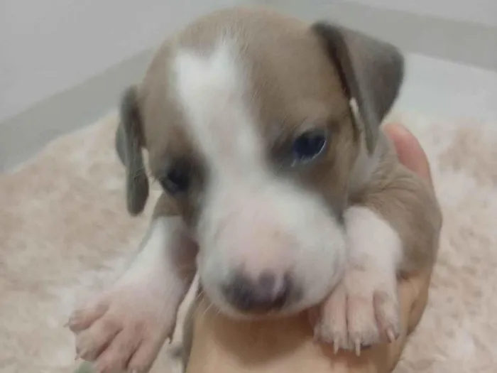 Cachorro ra a SRD-ViraLata idade Abaixo de 2 meses nome BRISA 