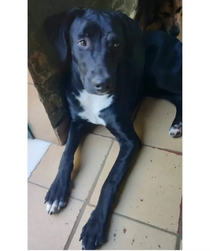 Cachorro ra a SRD-ViraLata idade 1 ano nome Pele
