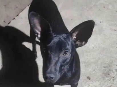 Cachorro ra a SRD-ViraLata idade 2 anos nome Messi