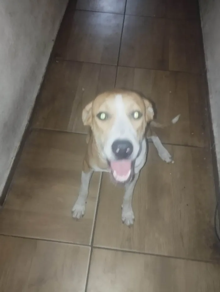 Cachorro ra a SRD-ViraLata idade 7 a 11 meses nome juju