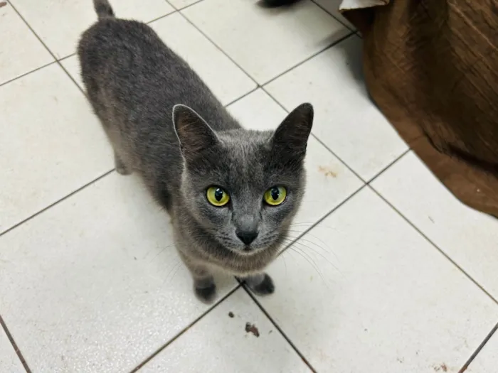 Gato raça SRD-ViraLata idade 7 a 11 meses nome Perla