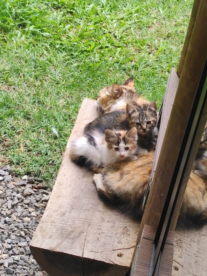 Gato ra a SRD-ViraLata idade 2 a 6 meses nome Nenem