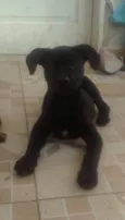 Cachorro ra a SRD-ViraLata idade 2 a 6 meses nome Amora