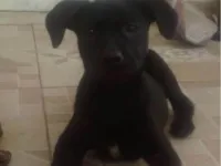 Cachorro raça SRD-ViraLata idade 2 a 6 meses nome Amora