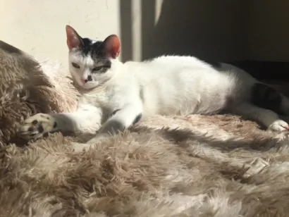 Gato raça SRD-ViraLata idade 5 anos nome Lulu