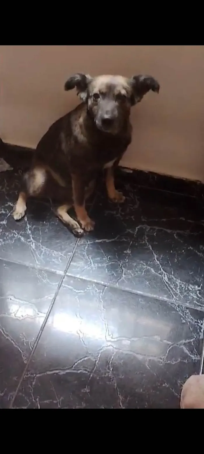 Cachorro ra a SRD-ViraLata idade 1 ano nome Julie
