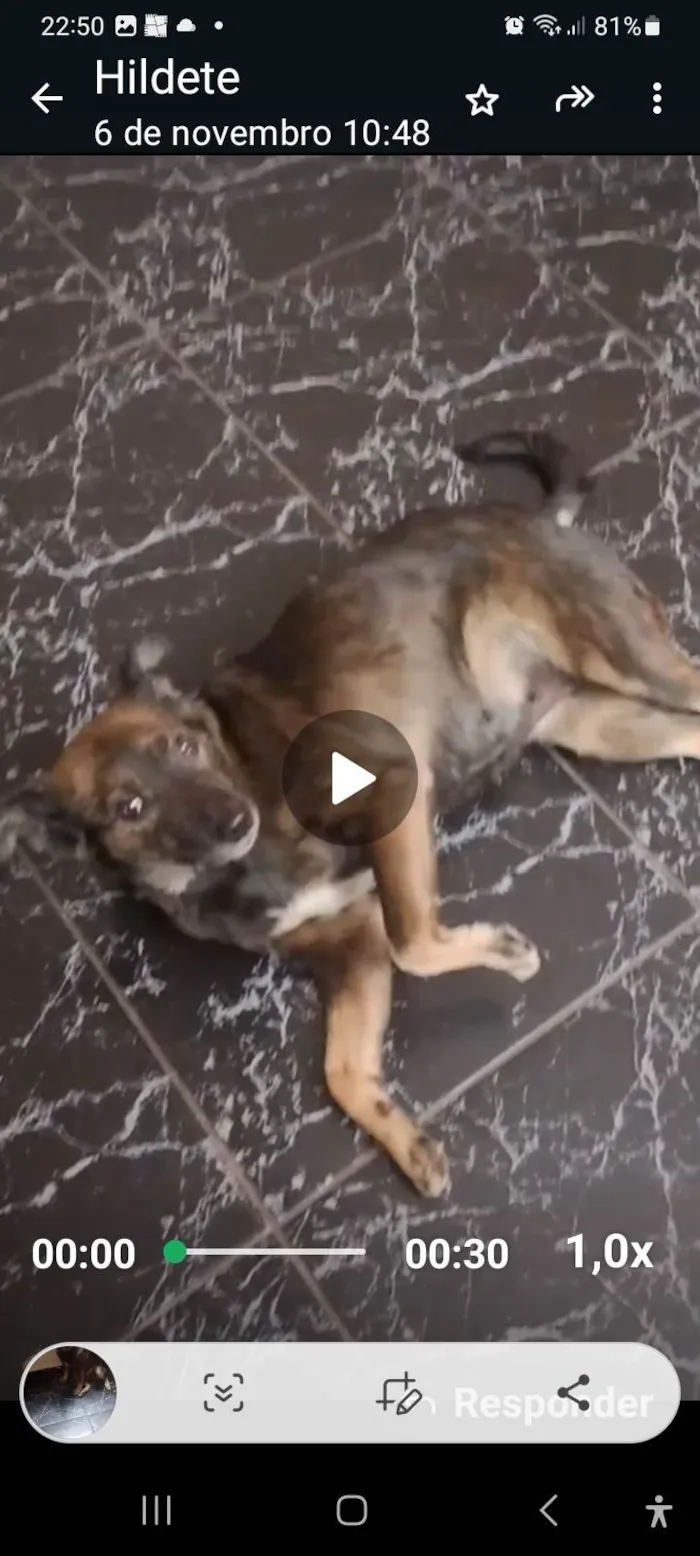 Cachorro ra a SRD-ViraLata idade 1 ano nome Julie