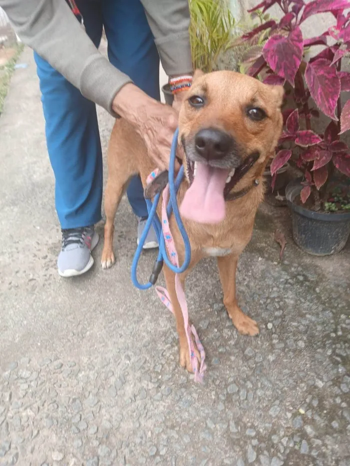 Cachorro ra a SRD-ViraLata idade 2 anos nome Laila