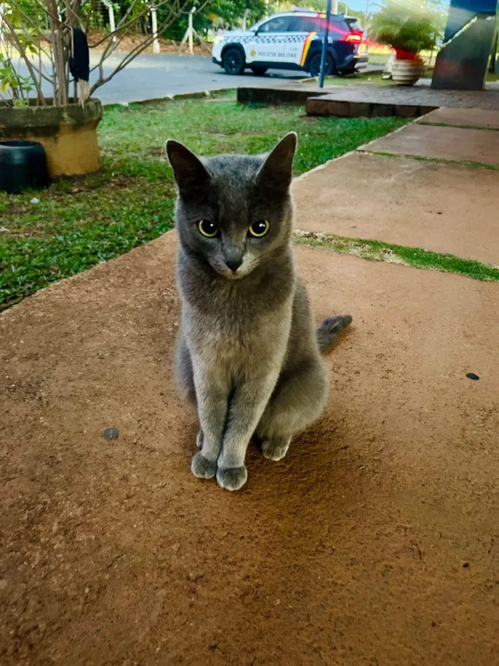Gato ra a SRD-ViraLata idade 7 a 11 meses nome Perla