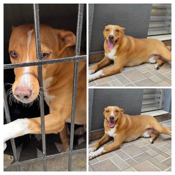 Cachorro raça SRD-ViraLata idade 4 anos nome Fred