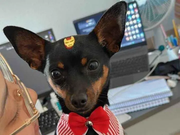 Cachorro raça Pinscher idade 1 ano nome Billy
