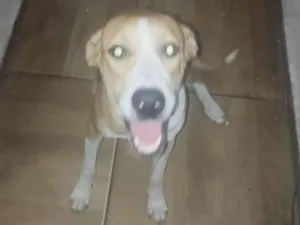 Cachorro raça SRD-ViraLata idade 7 a 11 meses nome juju