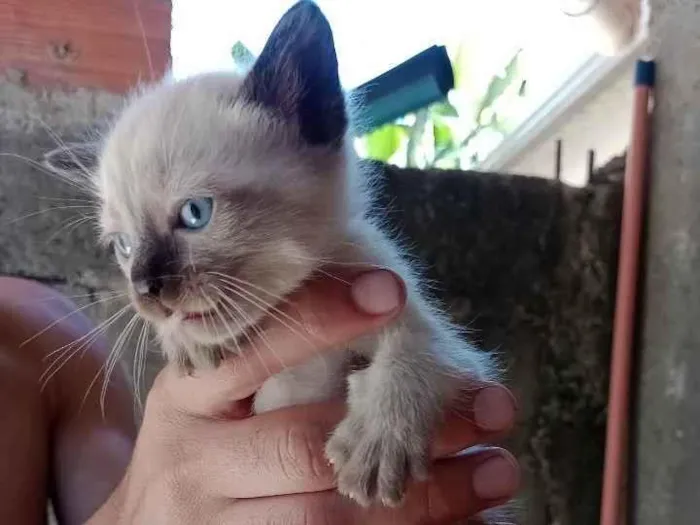 Gato ra a SRD-ViraLata idade Abaixo de 2 meses nome não tem