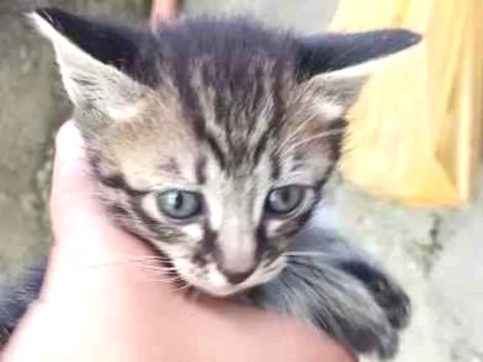 Gato ra a SRD-ViraLata idade Abaixo de 2 meses nome não tem