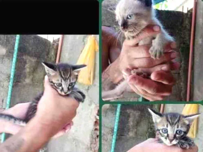 Gato ra a SRD-ViraLata idade Abaixo de 2 meses nome não tem