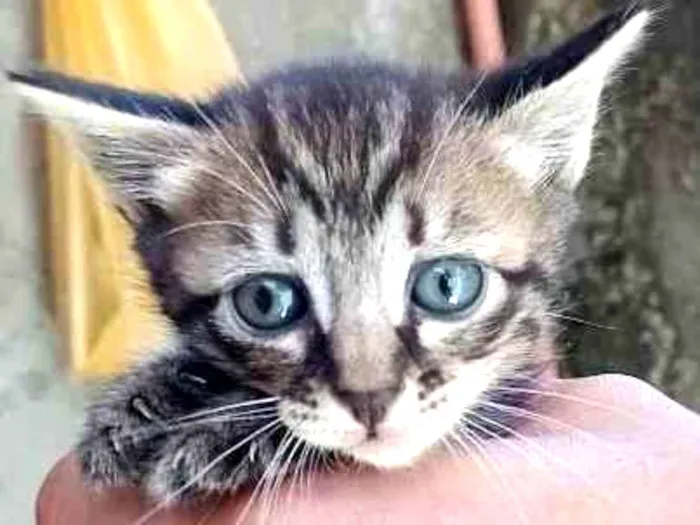 Gato ra a SRD-ViraLata idade Abaixo de 2 meses nome não tem