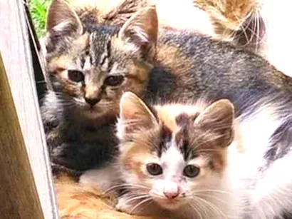 Gato ra a SRD-ViraLata idade 2 a 6 meses nome Nenem