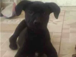 Cachorro raça SRD-ViraLata idade 2 a 6 meses nome Amora