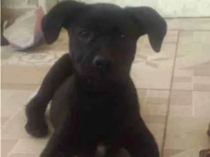 Cachorro raça SRD-ViraLata idade 2 a 6 meses nome Amora