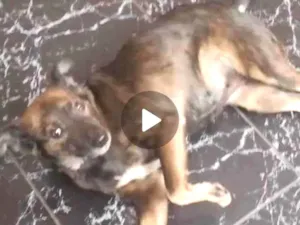 Cachorro raça SRD-ViraLata idade 1 ano nome Julie