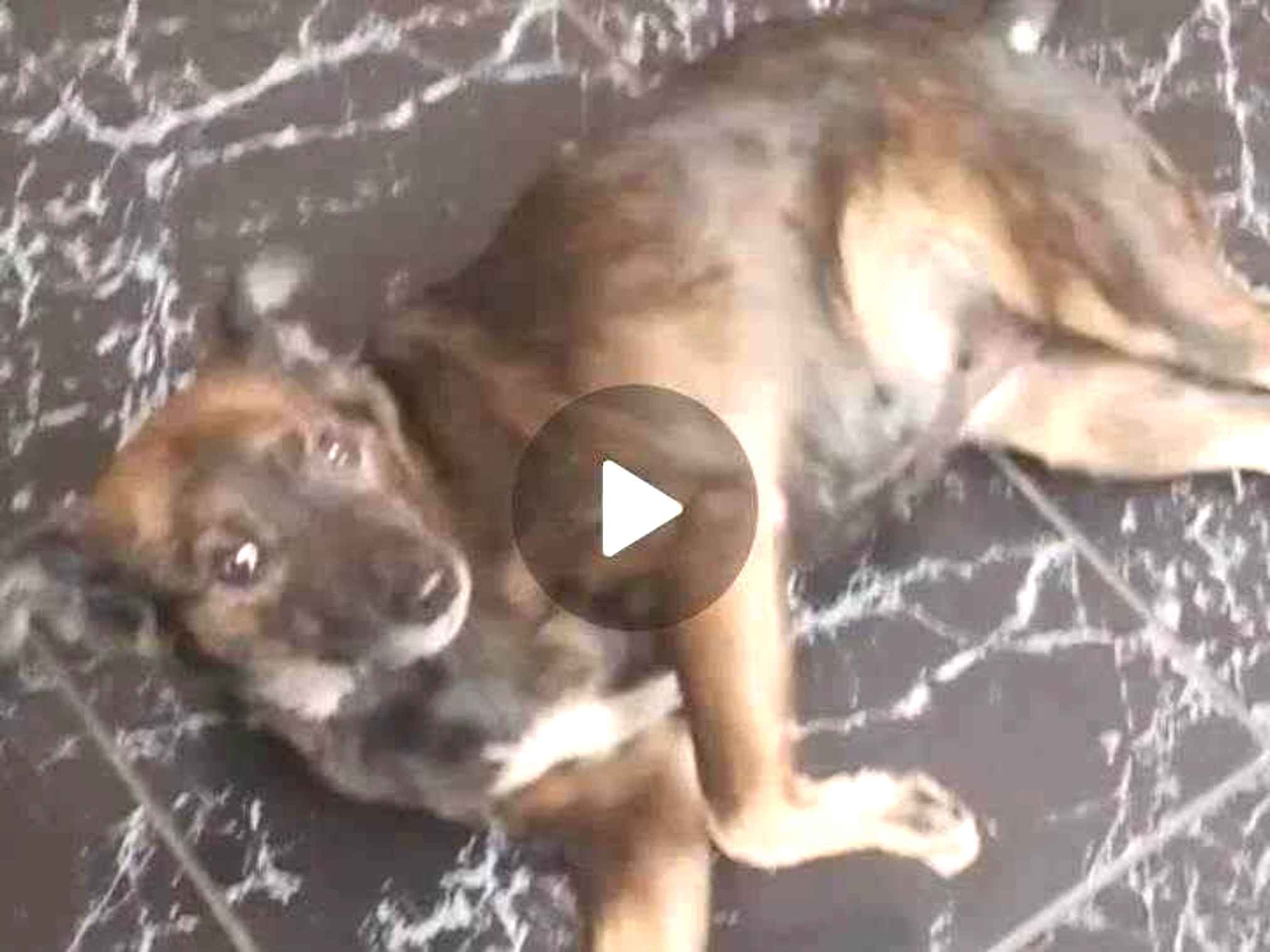 Cachorro ra a SRD-ViraLata idade 1 ano nome Julie