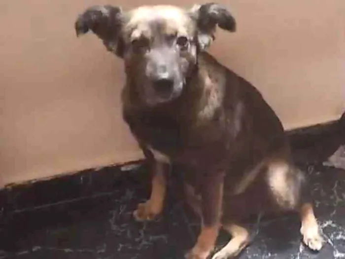 Cachorro ra a SRD-ViraLata idade 1 ano nome Julie