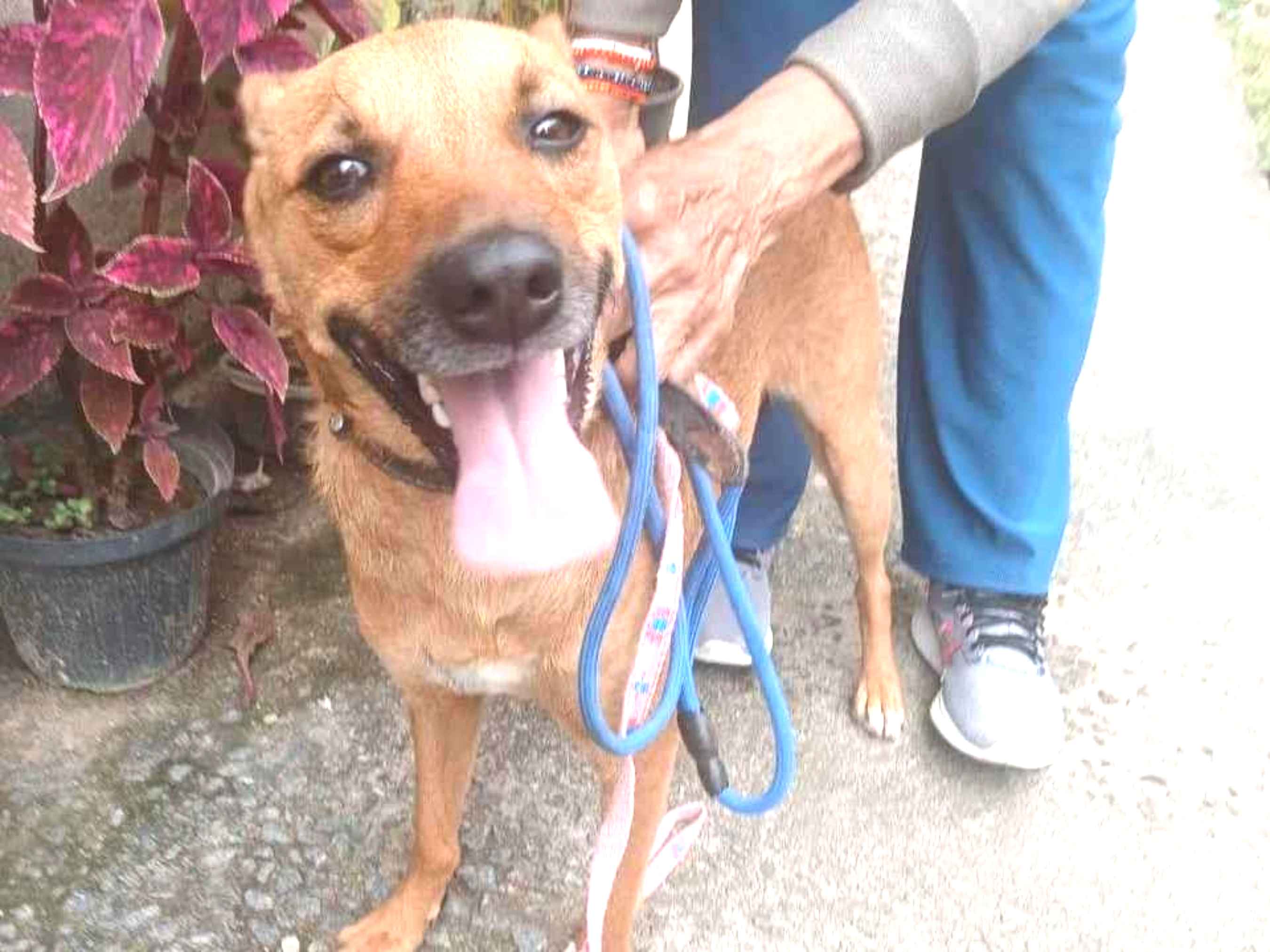 Cachorro ra a SRD-ViraLata idade 2 anos nome Laila