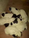 Cãezinhos 