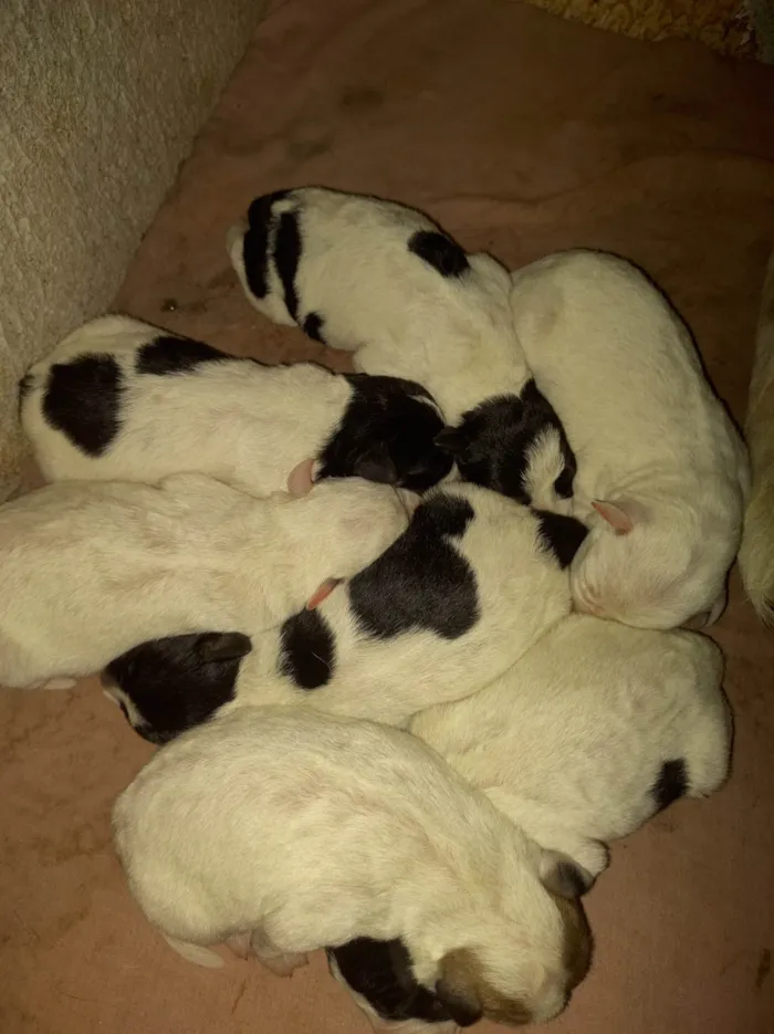 Cachorro ra a SRD-ViraLata idade Abaixo de 2 meses nome Cãezinhos 