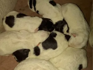 Cachorro raça SRD-ViraLata idade Abaixo de 2 meses nome Cãezinhos 