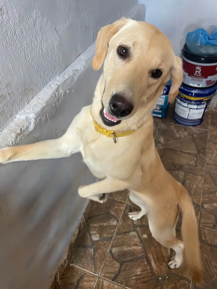 Cachorro ra a Labrador idade 1 ano nome Charli 