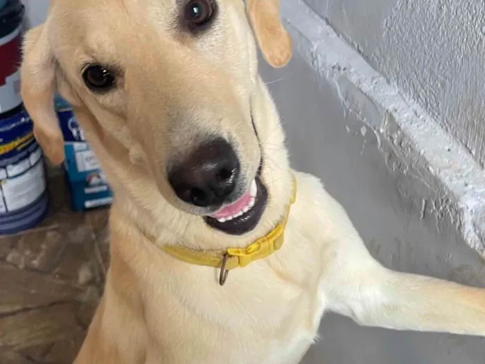 Cachorro ra a Labrador idade 1 ano nome Charli 