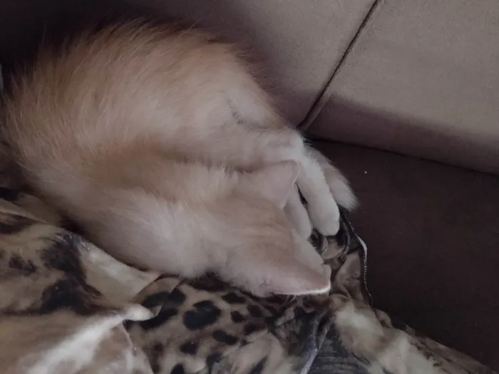 Gato ra a SRD-ViraLata idade Abaixo de 2 meses nome Sem nome