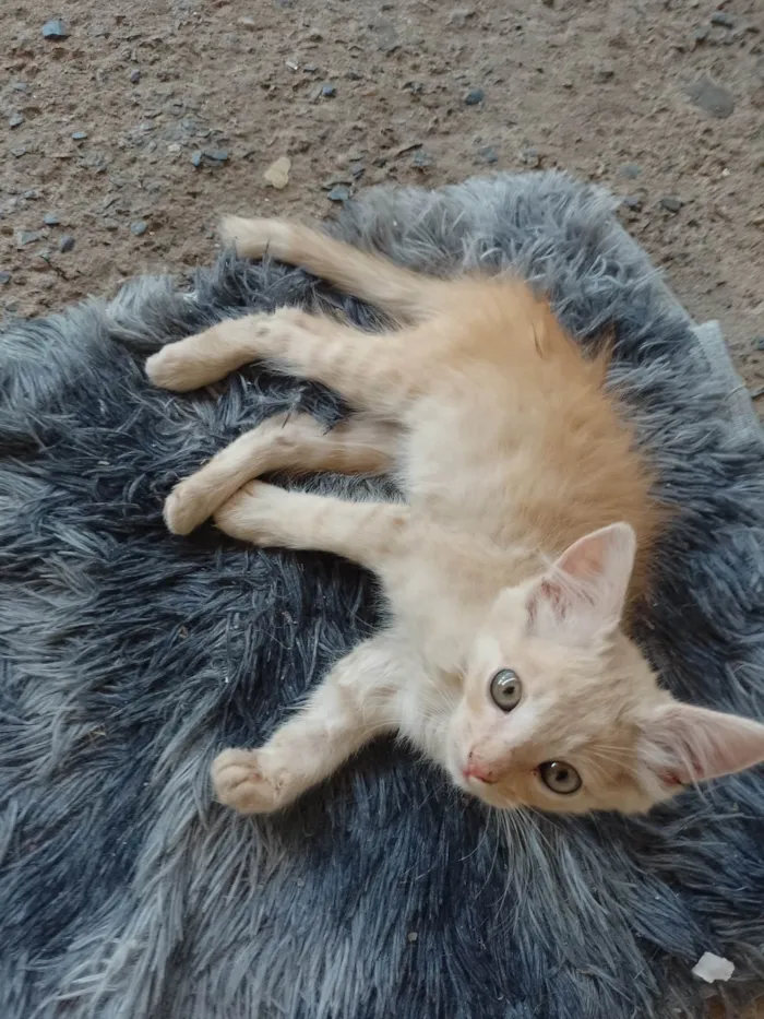 Gato ra a SRD-ViraLata idade Abaixo de 2 meses nome Sem nome